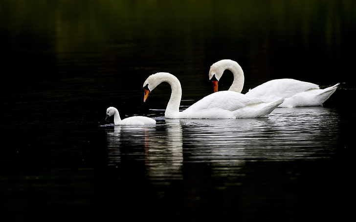 three white mute swans, swans, water, swim, reflection, HD wallpaper