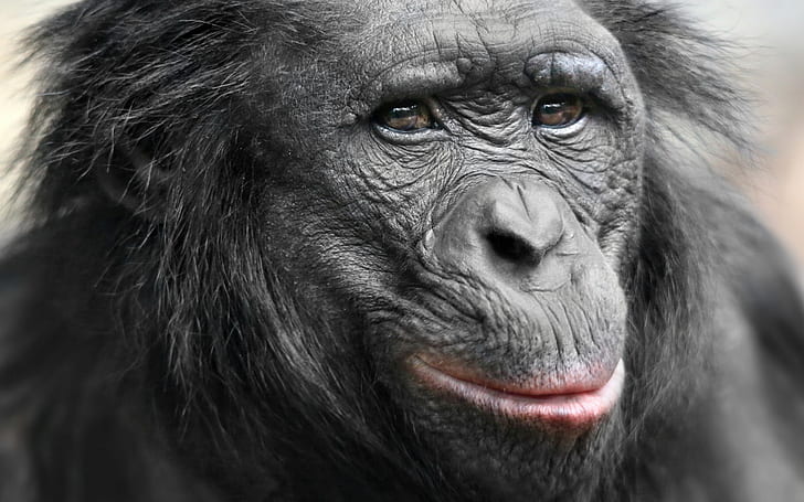 Monyet, Simpanse, Wallpaper HD