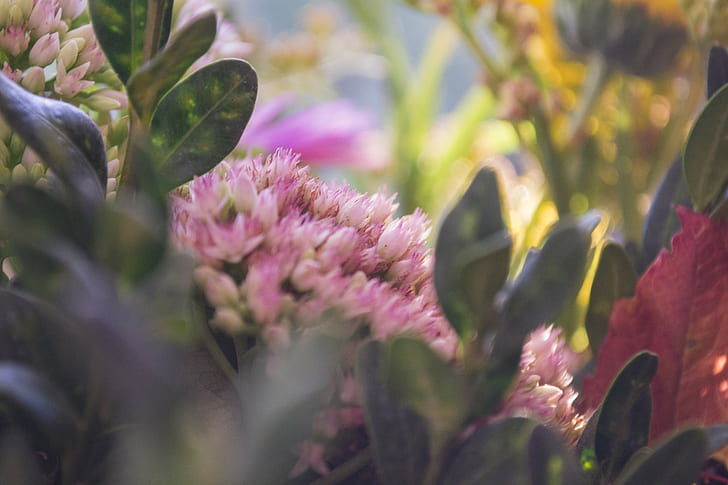 herbario, flores, verano, flores rosadas, Fondo de pantalla HD