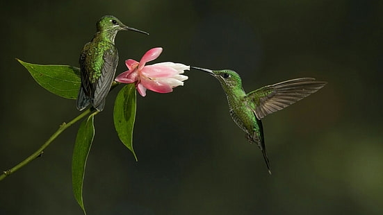 birds, bird, hummingbird, fauna, flora, beak, wildlife, pollinator, wing, pink flower, flower, HD wallpaper HD wallpaper