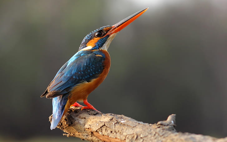 Kingfisher kesepian, paruh panjang, Kesepian, Kingfisher, Long, Paruh, Wallpaper HD