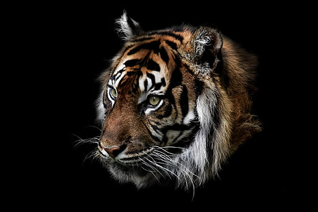 ilustração de cabeça de tigre, natureza, tigre, besta, HD papel de parede HD wallpaper