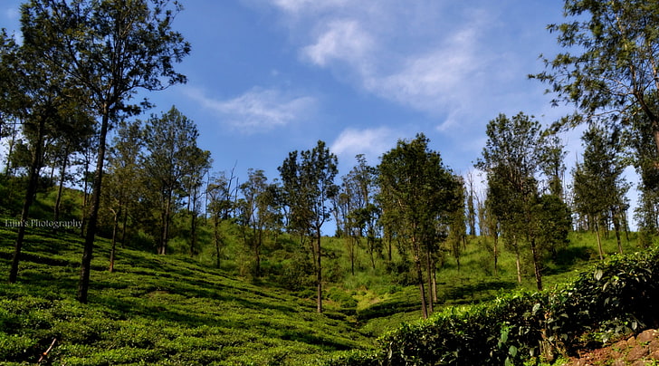 Tea Estate, Nature, Landscape, HD wallpaper