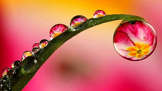 rosa, woda, flora, fotografia makro, ścieśniać, wilgoć, płatek, kropla, liść, Tapety HD HD wallpaper