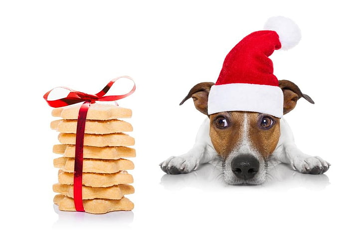Navidad cachorro, craciun, navidad, pata, caine, animal, sombrero, lindo, galletas, santa, jack russell terrier, divertido, cachorro, perro, Fondo de pantalla HD