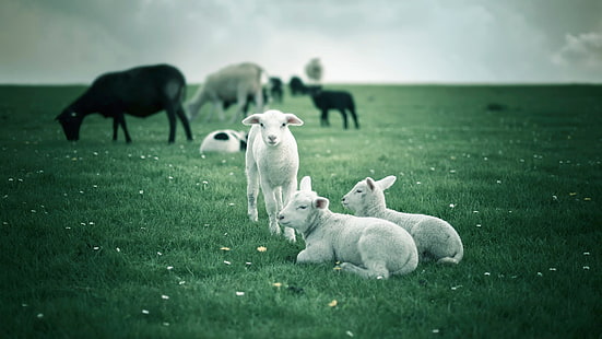 vita får, djur, lamm, HD tapet HD wallpaper