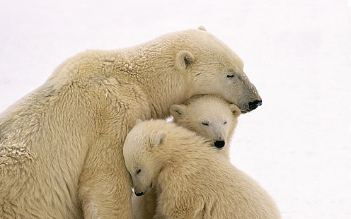 three polar bears, polar bears, snow, animals, nature, baby animals, family, HD wallpaper HD wallpaper