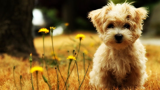 cucciolo marrone a pelo lungo, cane, Sfondo HD HD wallpaper