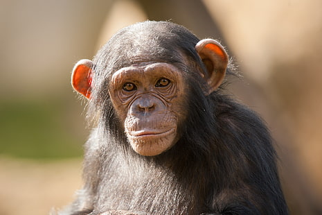 chimpanzé, Fond d'écran HD HD wallpaper
