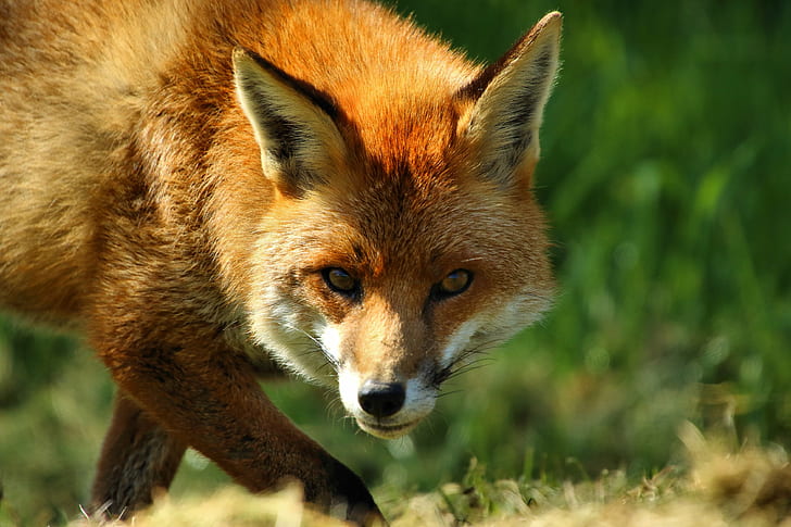 снимка на червена лисица, лисица, Фокс снимка, Британски център за дива природа, снимки на глава, лисица, животно, червена лисица, дива природа, бозайник, природа, животни в дивата природа, месоядно животно, животни Лов, диво куче, на открито, трева, HD тапет