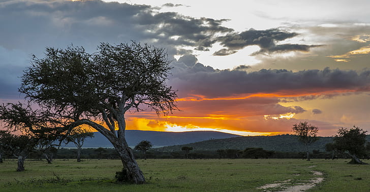 fotografia drzewa w pobliżu trawy i widok na góry, kenia, kenia, Kenia, fotografia, drzewo, trawa, widok, góry, Masai Mara, Masai Mara, Dzika przyroda, Ochrona, Zachód słońca, natura, krajobraz, niebo, na zewnątrz, Tapety HD