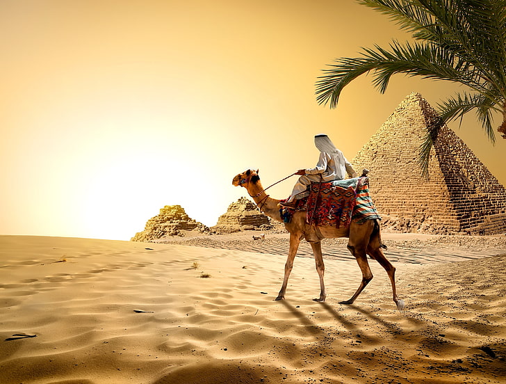 uomo a cavallo cammello sfondo, sabbia, cielo, sole, palma, pietre, deserto, calore, cammello, egitto, piramide, beduino, cairo, Sfondo HD