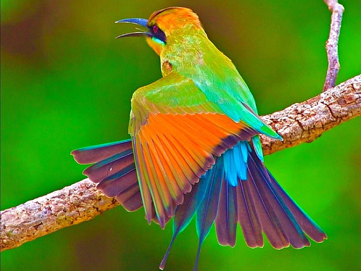 Beautiful Bird Rainbow Bird Animals Birds HD Art , picture, Bird, beautiful, rainbow, HD wallpaper