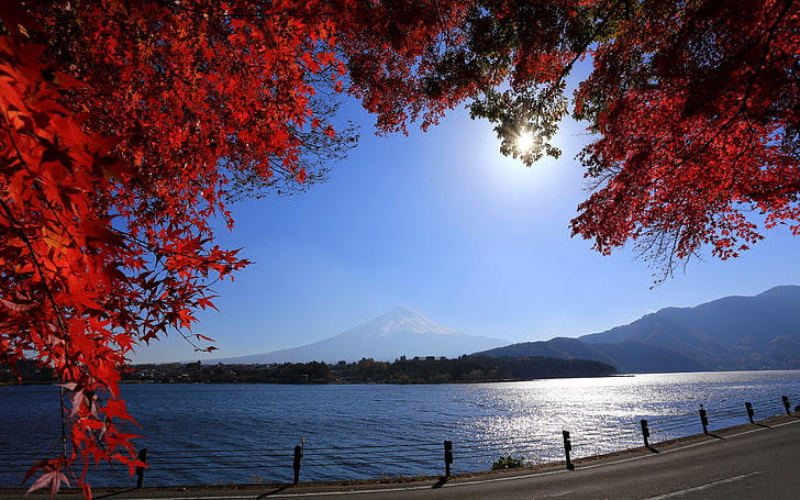 شجرة وجبل فوجي HD خلفيات سطح المكتب، خلفية HD