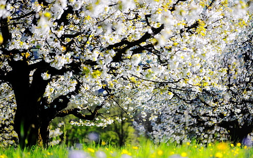 natura, primavera, giardino, Sfondo HD HD wallpaper