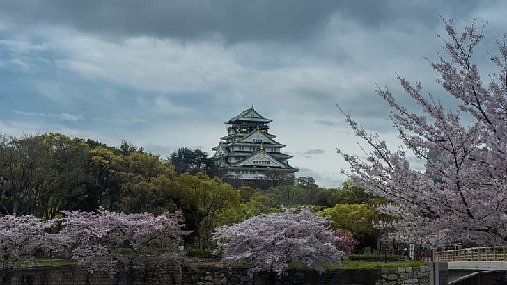 landskap, natur, himmel, träd, Sakura blossom, Osaka Castle, Japan, HD tapet
