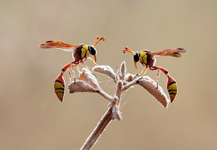 สัตว์แมโคร hymenoptera ตัวต่อแมลง, วอลล์เปเปอร์ HD HD wallpaper