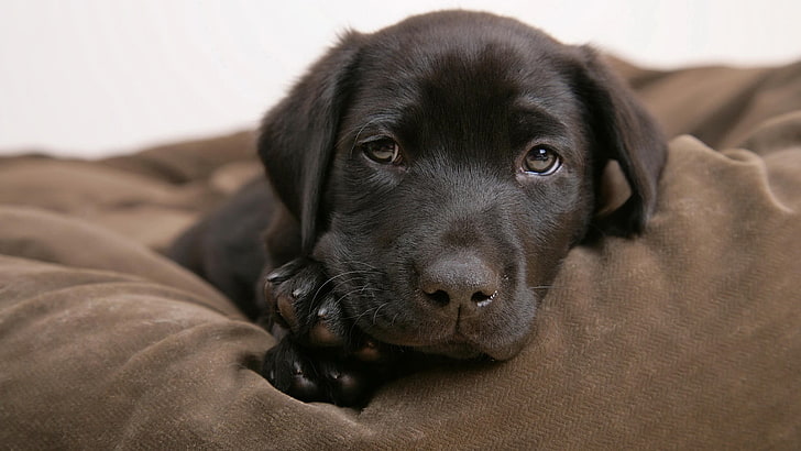 cane nero a pelo corto, cane, cuccioli, Labrador Retriever, animali, Sfondo HD