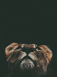brown cub, lion, muzzle, look, up, HD wallpaper HD wallpaper
