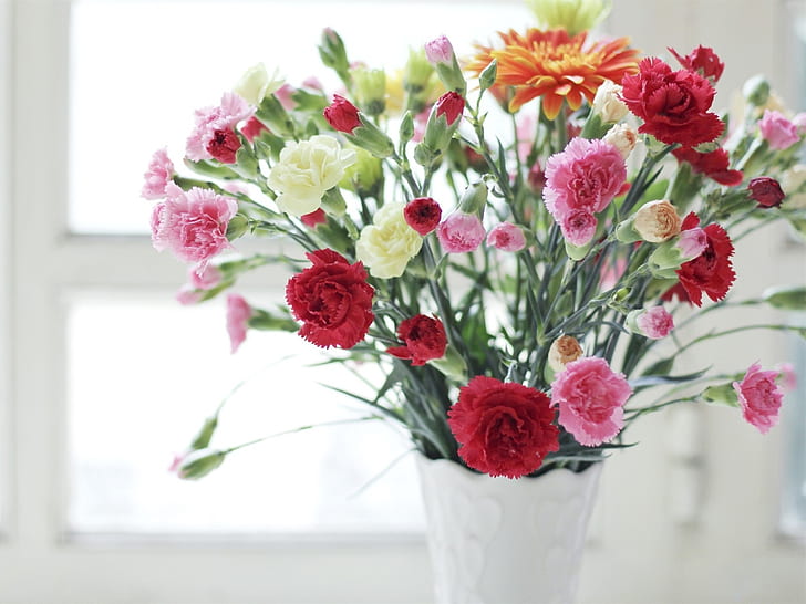 Garofani, fiori rosa rossi e bianchi, vaso, garofani, rosa, rosso, bianco, fiori, vaso, Sfondo HD