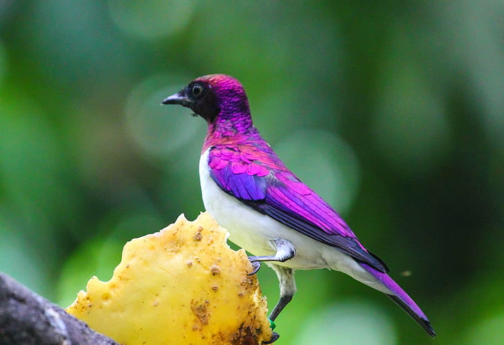 selected focus photography of purple bird at daytime, Violet-backed Starling, Jurong Bird Park, focus, photography, purple, daytime, singapore, nature, colours, colors, Bird Sanctuary, Canon, bird, wildlife, animal, beak, feather, multi Colored, blue, HD wallpaper