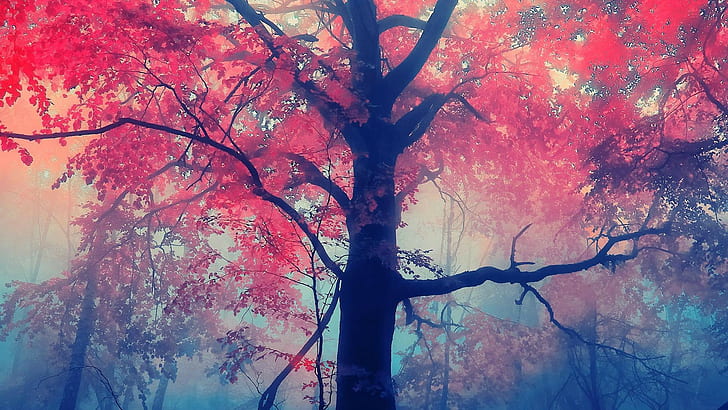 pohon sakura, pohon, Wallpaper HD