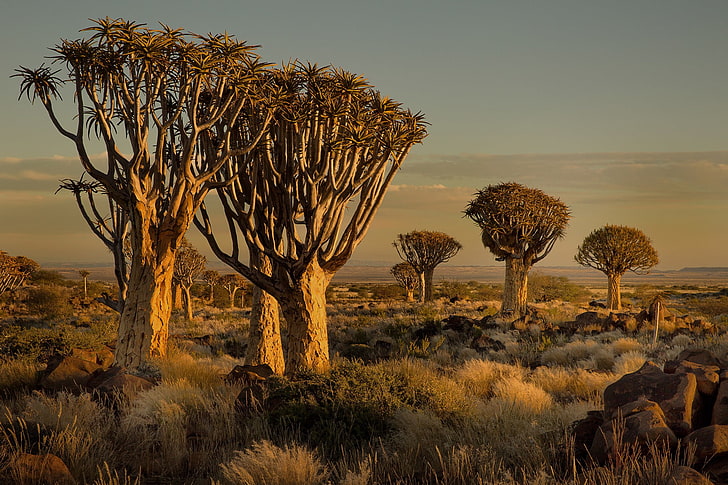 Namibie, Afrique, nature, paysage, arbres, savane, arbustes, coucher de soleil, Fond d'écran HD