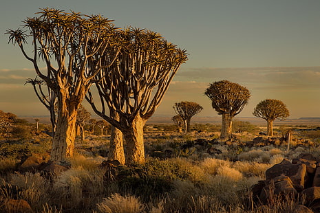 Namíbia, África, natureza, paisagem, árvores, savana, arbustos, pôr do sol, HD papel de parede HD wallpaper