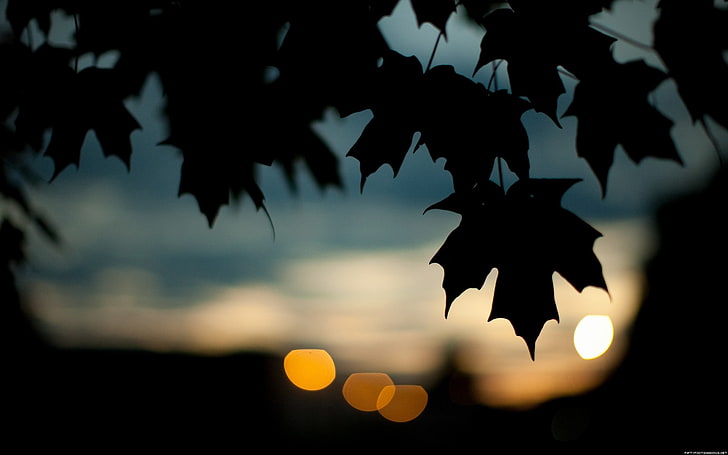 maple leaf, silhouette of maple leaf, photography, leaves, bokeh, silhouette, nature, lights, HD wallpaper