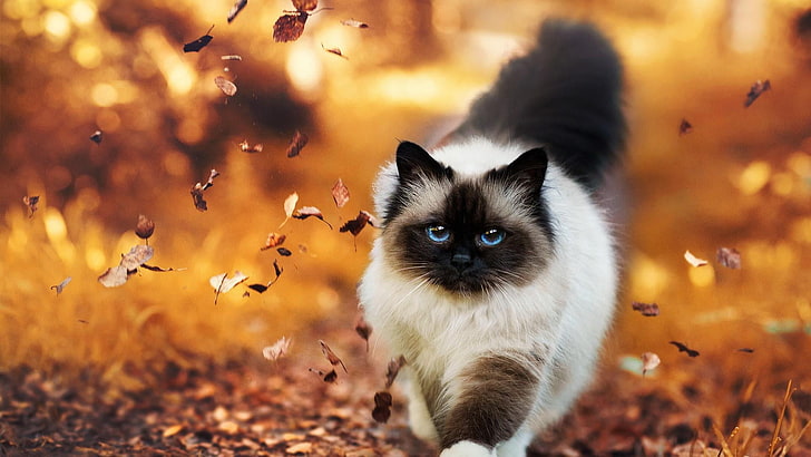 котка, есен, бирман, листа, разходка, коте, HD тапет