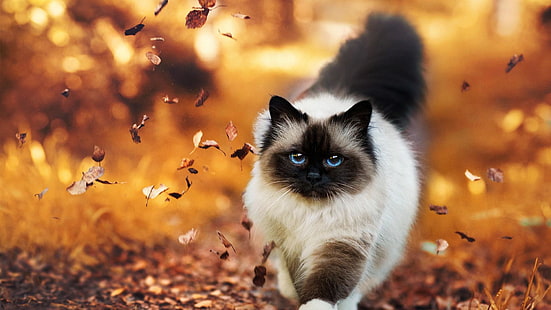 котка, есен, бирман, листа, разходка, коте, HD тапет HD wallpaper