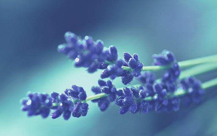 purple lavender flowers, nature, flowers, macro, lavender, plants, HD wallpaper