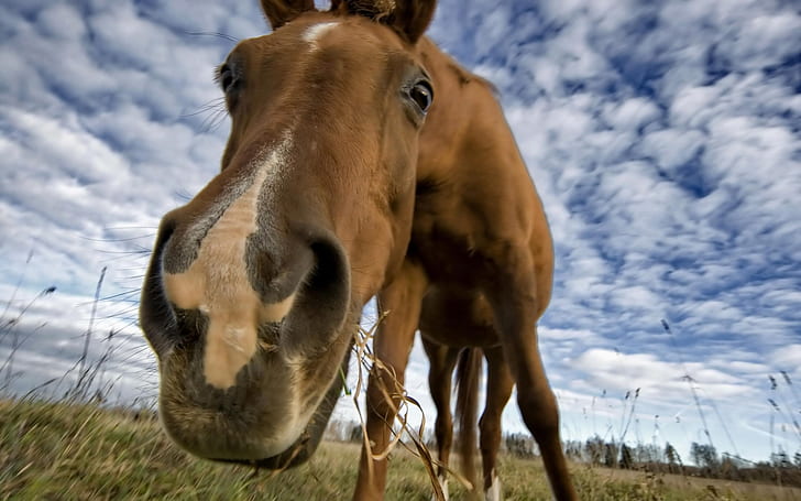 Horse, Nose, Animals, Grass, Ground, Clouds, Photography, brown horse, horse, nose, animals, grass, ground, clouds, photography, HD wallpaper