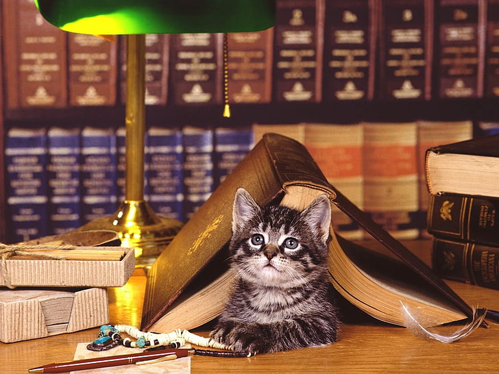 grey tabby kitten, cat, book, lying, face, library, HD wallpaper