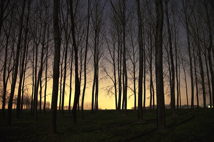 brown bare trees, landscape, sunset, forest, trees, dead trees, HD wallpaper