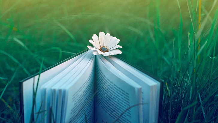 book, flower, grass, nature, HD wallpaper