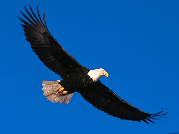 Eagle Soaring High, aquila calva americana, alta, aquila, impennata, Sfondo HD