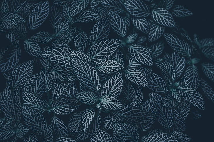 dark, emotion, nature, leaves, green, white, spring, HD wallpaper