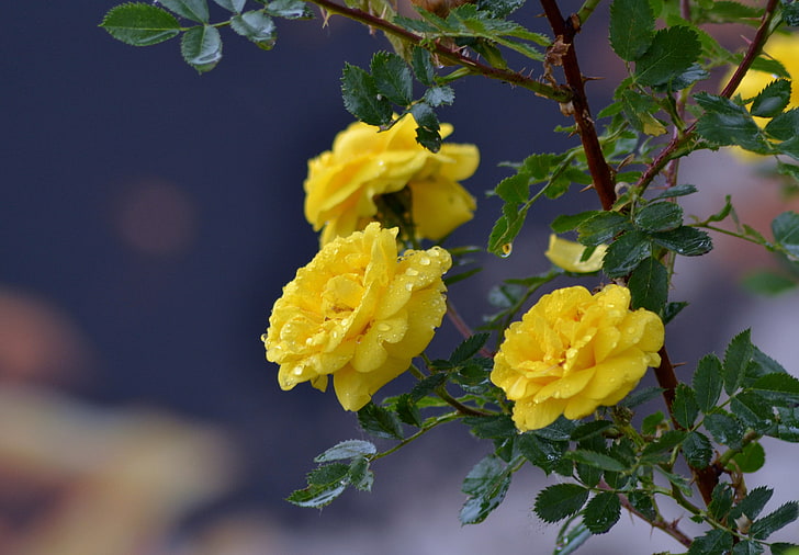yellow flowers, flowers, roses, branch, drops, yellow roses, HD wallpaper