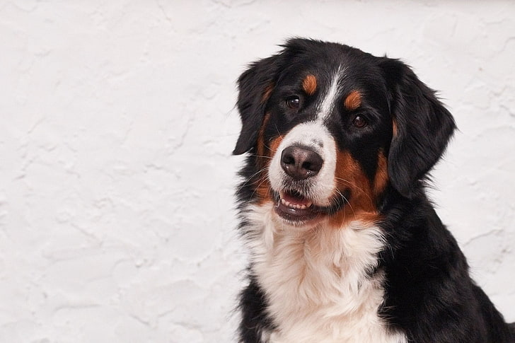 Dogs, Bernese Mountain Dog, Dog, Pet, HD wallpaper
