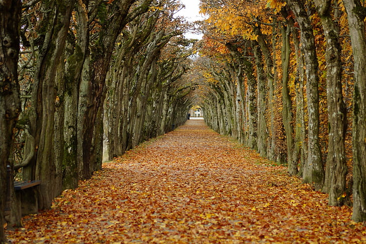 ağaçların arasındaki yolda seçici odak yaprağı, seçici odak, yaprak, yolda, ağaçlar arasındaki yol, ağaçlar, turuncu, sonbahar, Bayreuth, doğa, ağaç, orman, sarı, sezon, açık havada, patika, park - Man Made Space, ekim, turuncuRenk, altın renkli, HD masaüstü duvar kağıdı