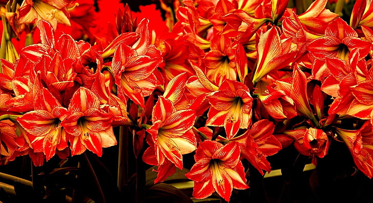 Amaryllis, ดอกไม้, กำลังไหล, วอลล์เปเปอร์ HD