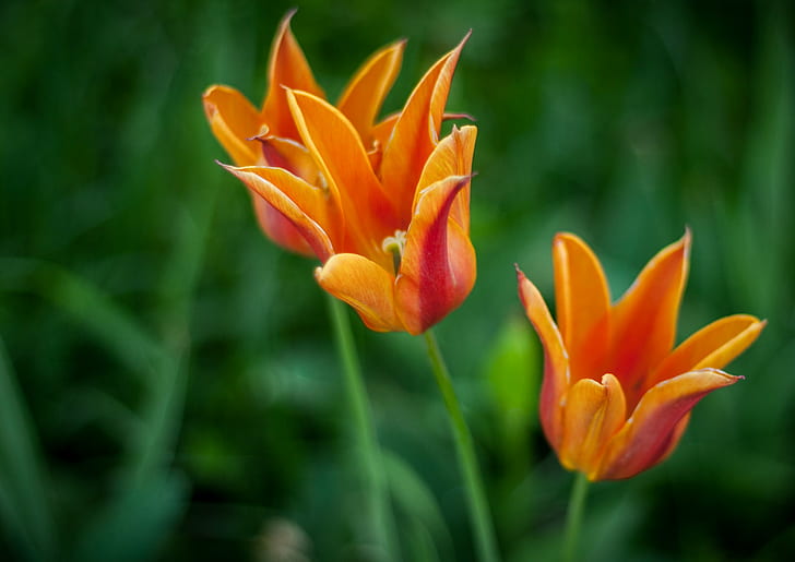 flores de pétalos de naranja, naturaleza, tulipán, flor, planta, primavera, amarillo, pétalo, cabeza de flor, belleza en la naturaleza, verano, color verde, frescura, Fondo de pantalla HD