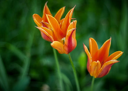 pomarańczowe płatki kwiatów, natura, tulipan, kwiat, roślina, wiosna, żółty, płatek, główka kwiatu, piękno w naturze, lato, zielony Kolor, świeżość, Tapety HD HD wallpaper