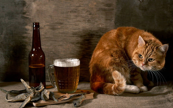Beer Cat, funny, animals, beer, HD wallpaper
