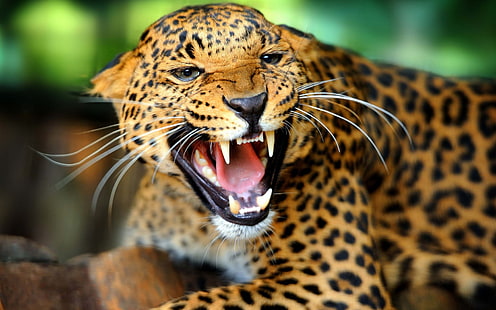 macan tutul, macan tutul, macan tutul (hewan), hewan, kucing besar, kucing, Wallpaper HD HD wallpaper