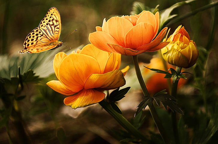 бабочка, цветы, природа, насекомое, желтые цветы, HD обои