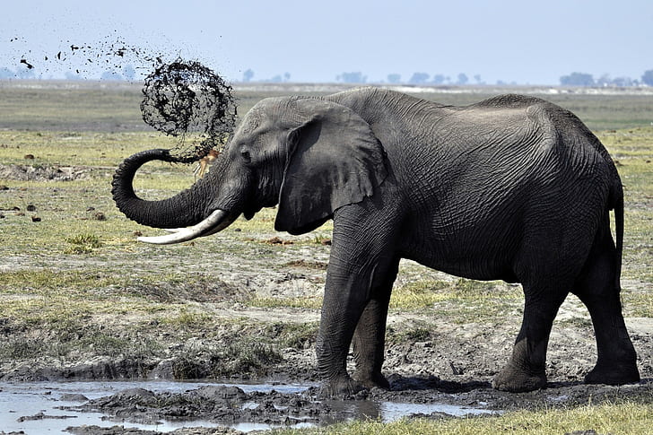 Elephant, Dirt, Splash, Walk, HD wallpaper