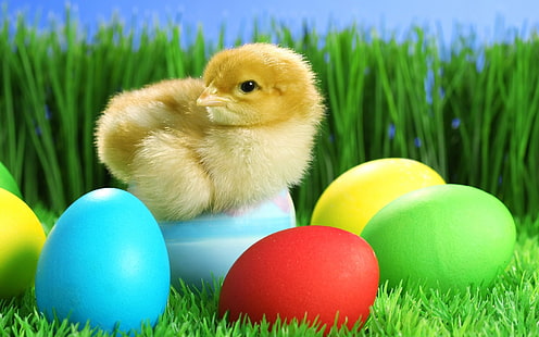 Simpatico pulcino e uova di Pasqua, Carino, Pulcino, Pasqua, Uovo, Sfondo HD HD wallpaper
