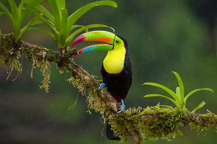 طائر الطوقان المنقار ، المطر ، الطيور ، الفرع ، الغابة ، الطوقان قزحي الألوان، خلفية HD
